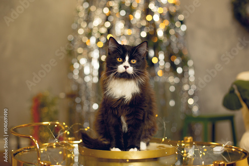 A black and white fluffy cat sits on a golden table against the background of a New Year tree.