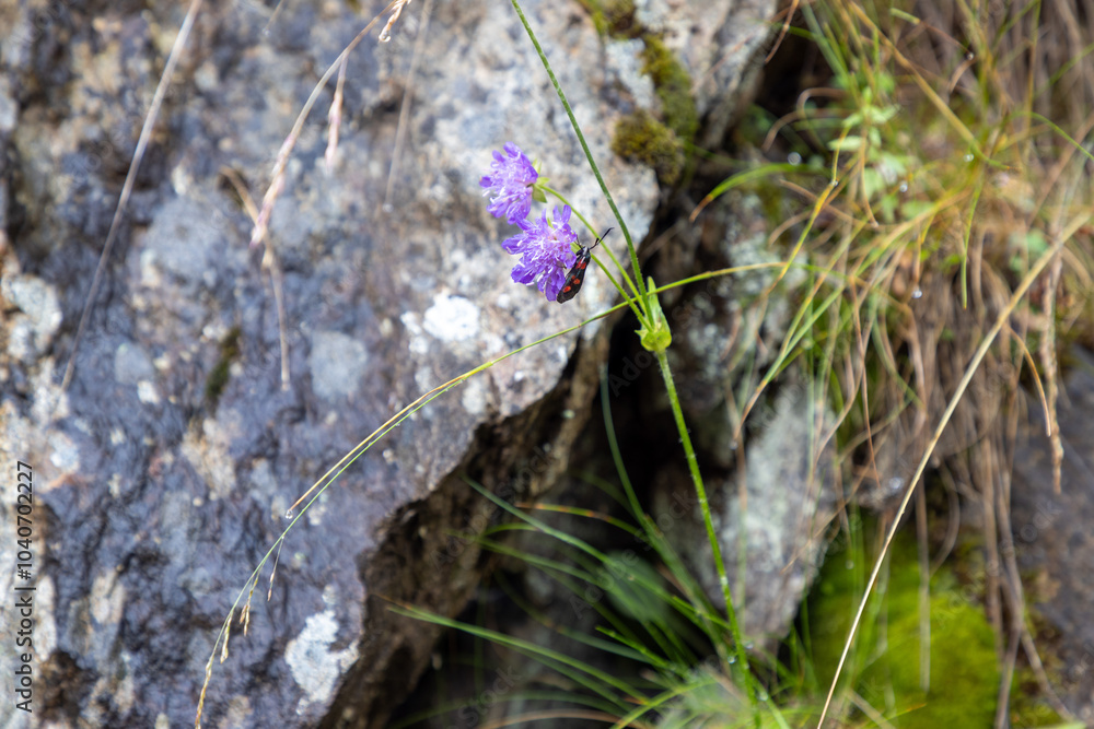 flowers in the forest