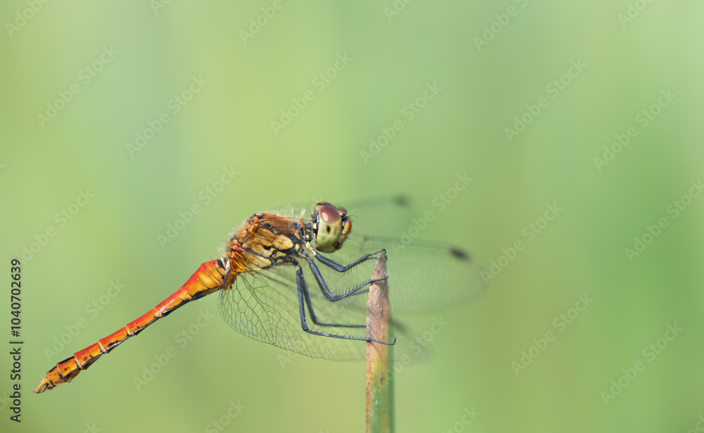 Close-up of a red damselfly sitting on a blade of grass. The background is green. Close-up of a red damselfly sitting on a blade of grass. The background is green.