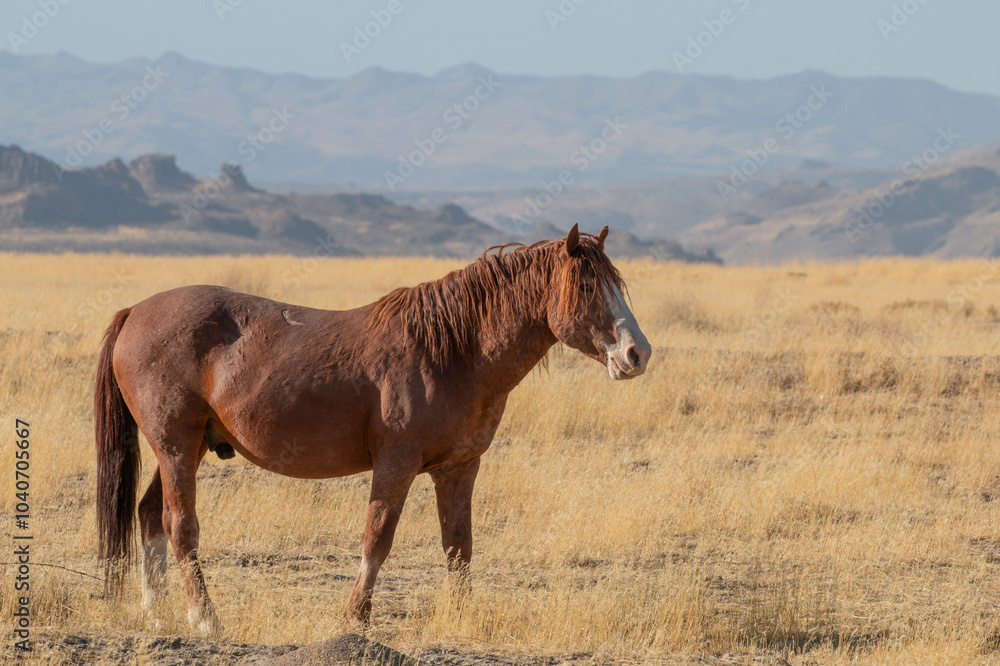 Fototapeta premium Wild Horse in Autumn in the Utah Desert