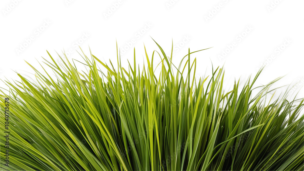 Grass, tuft, greenery, plant, foliage, blades, lawn, meadow, nature, organic, growth, verdant, lush, botanical, gardening, landscaping, ornamental, texture, wispy, delicate, slender, fibrous, dense, c