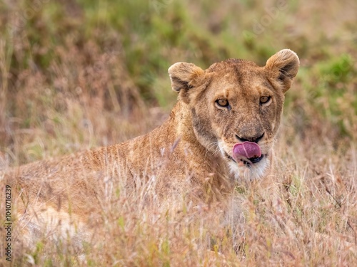 Oh, that was delicious. A lioness in the Serengeti smacks her tongue. photo