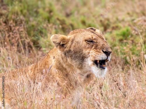 A beautiful lioness looks rather grimly into the savannah in the Serengeti National Park.