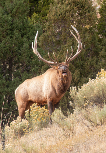 Bull Elk Bugling During the Rut in Wyoming in Autumn photo