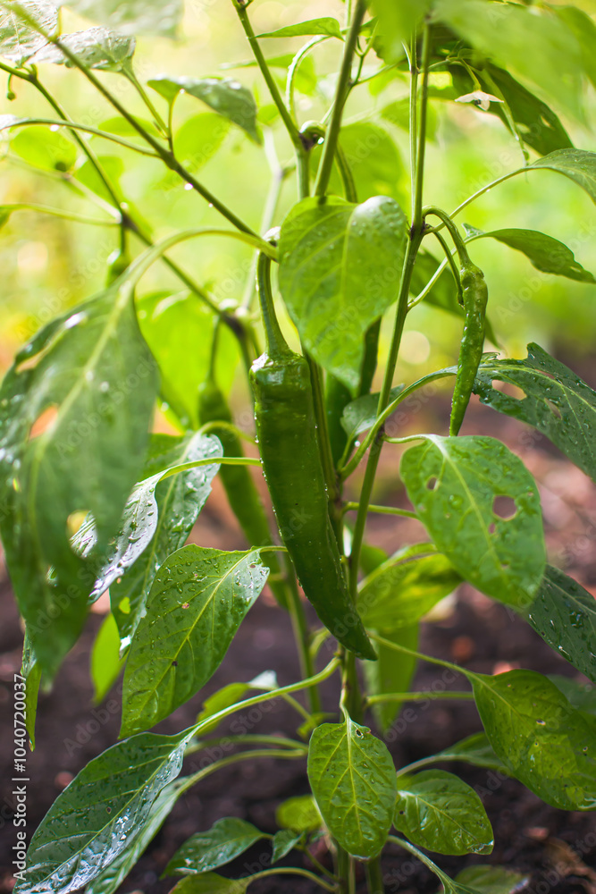 Obraz premium Growing a Green Chili Pepper Plant in Your Home Garden Space