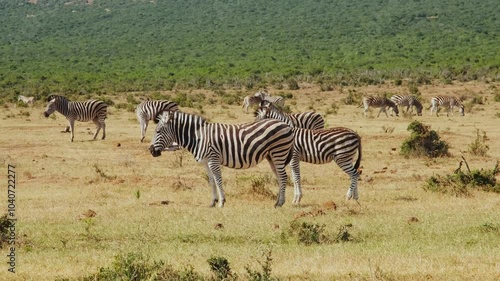 A large herd of zebras stand on a dry grass field under the bright hot sun. Wildlife in Addo National park in South Africa.