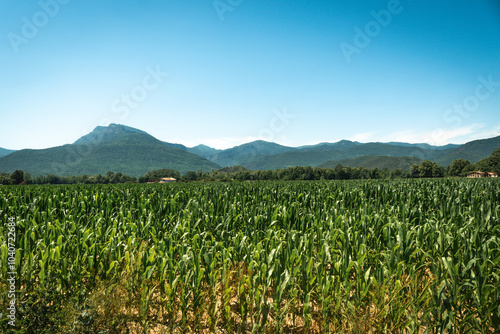 Corn crop field of green leaves under the sunny blue sky. Natural landscape with mountains in the background