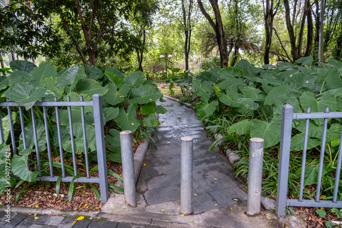 A winding concrete pathway through a lush tropical garden with protective barriers and bollards to allow foot traffic only. Lush Colocasia leaves to create a refreshing environment in the urban park.