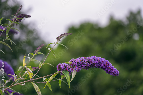Beautiful purple flowers of a Buddleja davidii or butterfly-bush in summer, close up