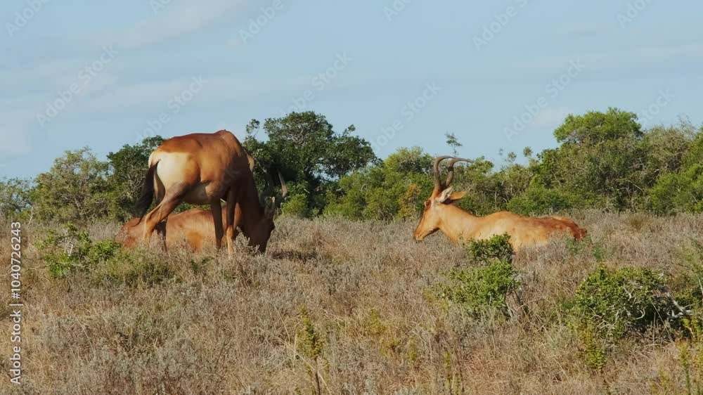 Group of adult antelopes resting on a warm evening afternoon in the wild savannahs. Wildlife in the Addo National elephants park in South Africa. Safari Group of adult antelopes resting on a warm evening afternoon in the wild savannahs. Wildlife in the Addo National elephants park in South Africa. Safari