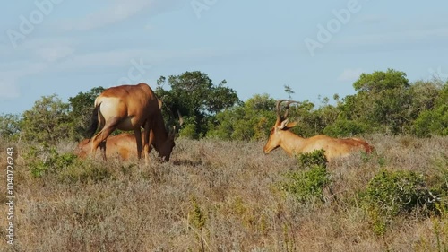 Group of adult antelopes resting on a warm evening afternoon in the wild savannahs. Wildlife in the Addo National elephants park in South Africa. Safari