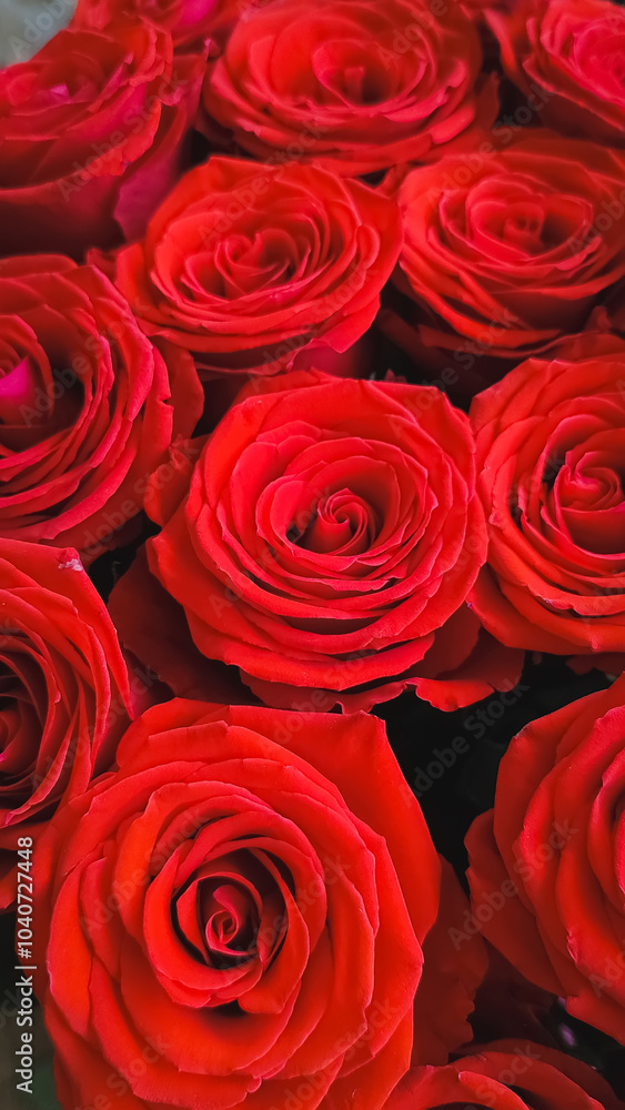 Fototapeta premium Red Roses flowers backgrounds, bouquet of a lot of roses