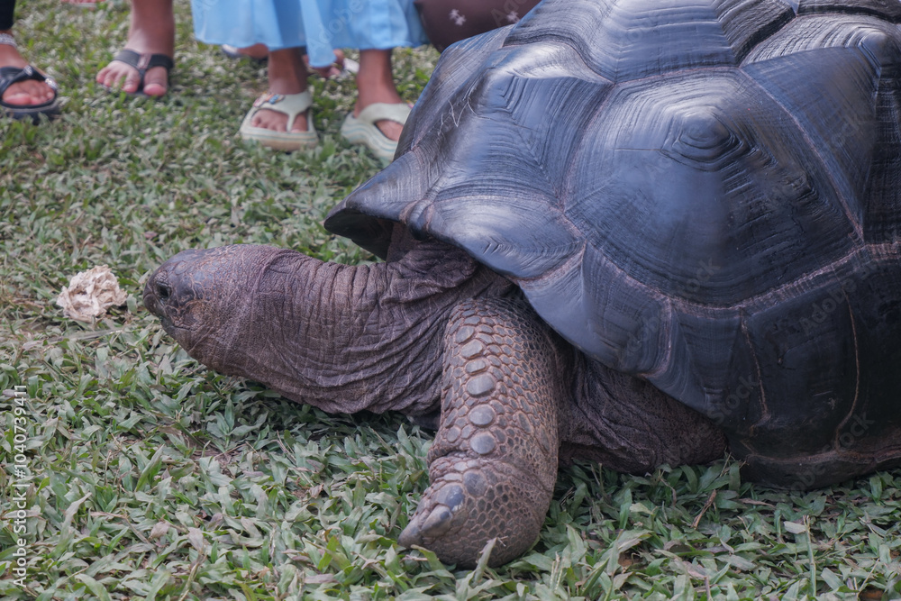 Fototapeta premium Aldabra giant tortoise, Mauritius