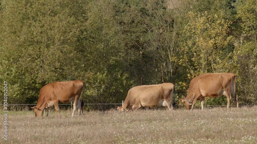 Three beautiful cows are peacefully grazing in a lush green field, which is surrounded by various trees Three beautiful cows are peacefully grazing in a lush green field, which is surrounded by various trees