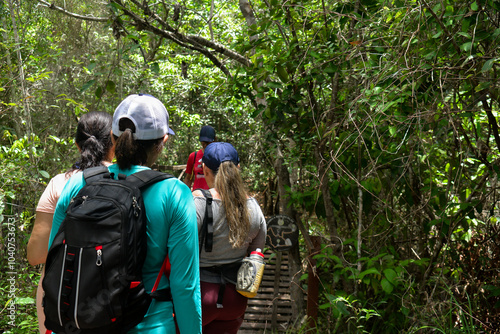 Wallpaper Mural walking in the forest, walking in the park, people walking on a path, hikers, trails in Brazil, brazilian forest, passing on the bridge, wooden bridge, bridge over the river, closed forest, ecotourism Torontodigital.ca