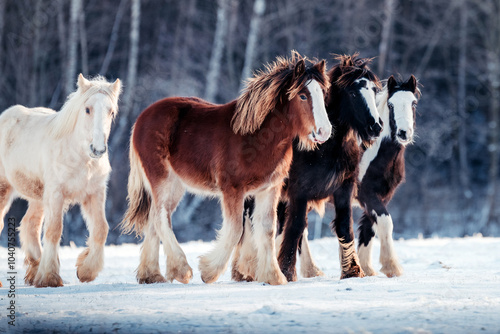 Absetzer im Winter photo