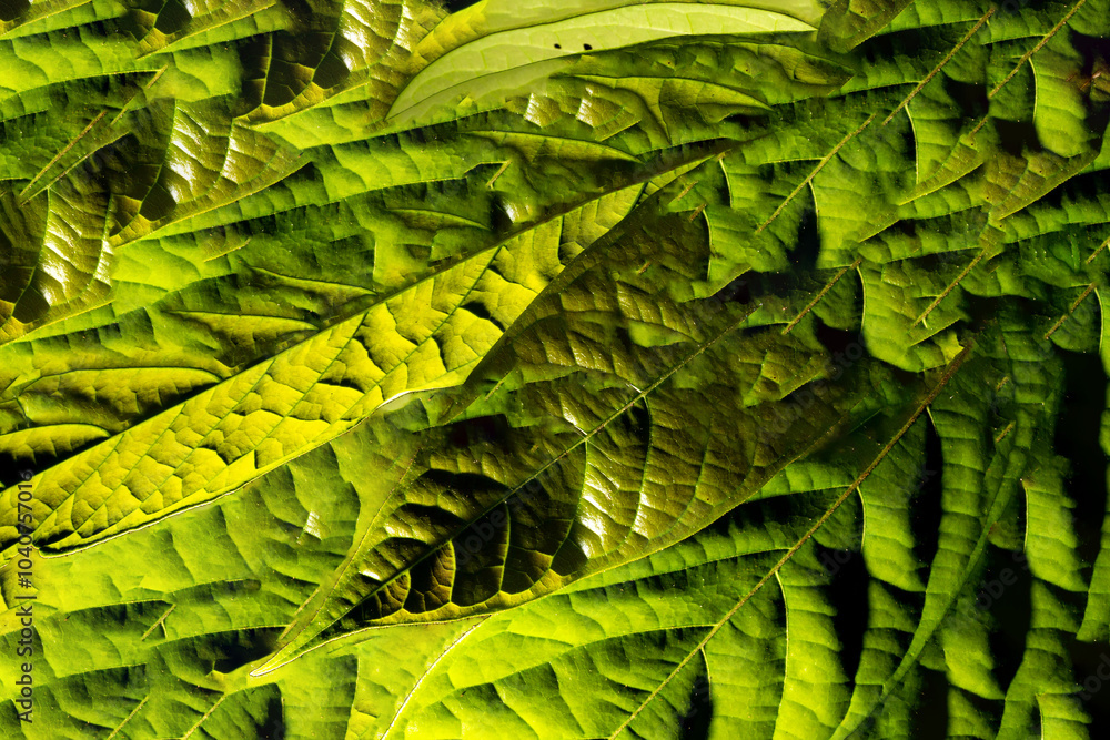 Fototapeta premium Folhas cumpridas de textura bem acentuada encontradas em planta nativa da Mata Atlântica brasileira. 