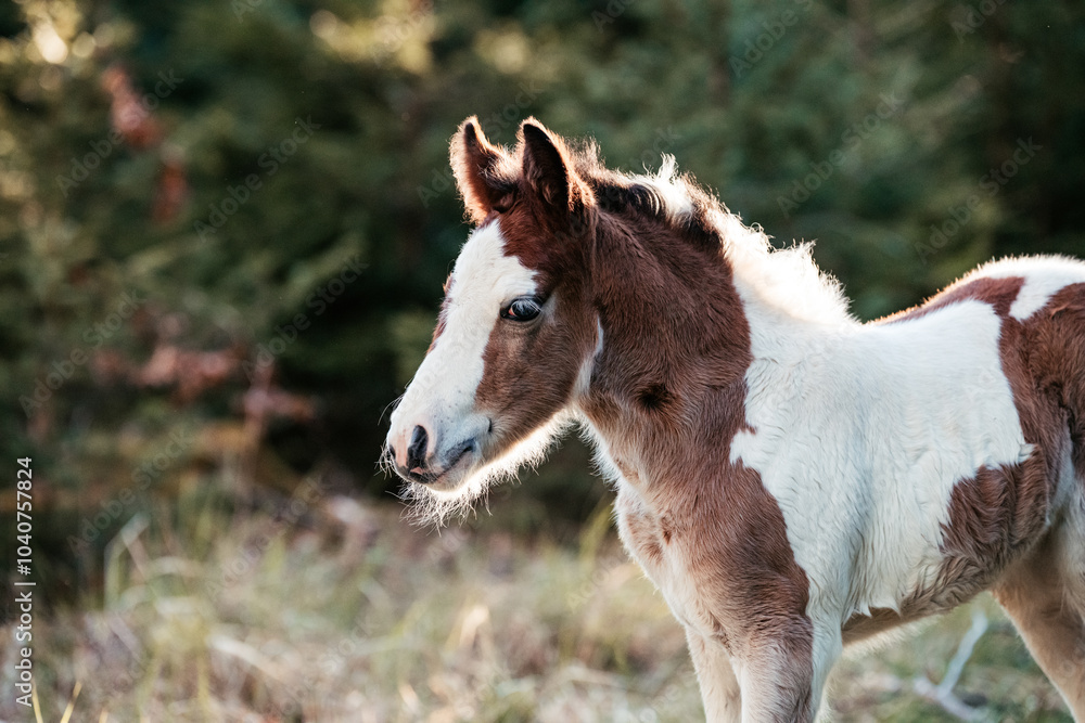 Fototapeta premium Irish Cob