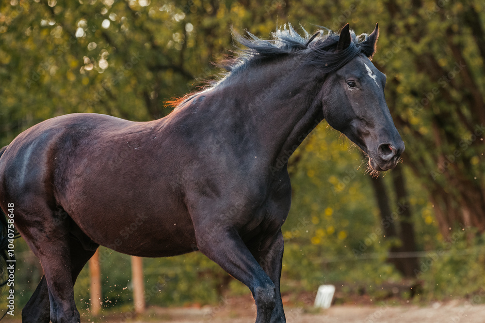 Obraz premium Mallorquin