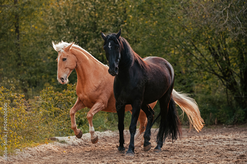 Fototapeta premium Lusitano und Mallorquin
