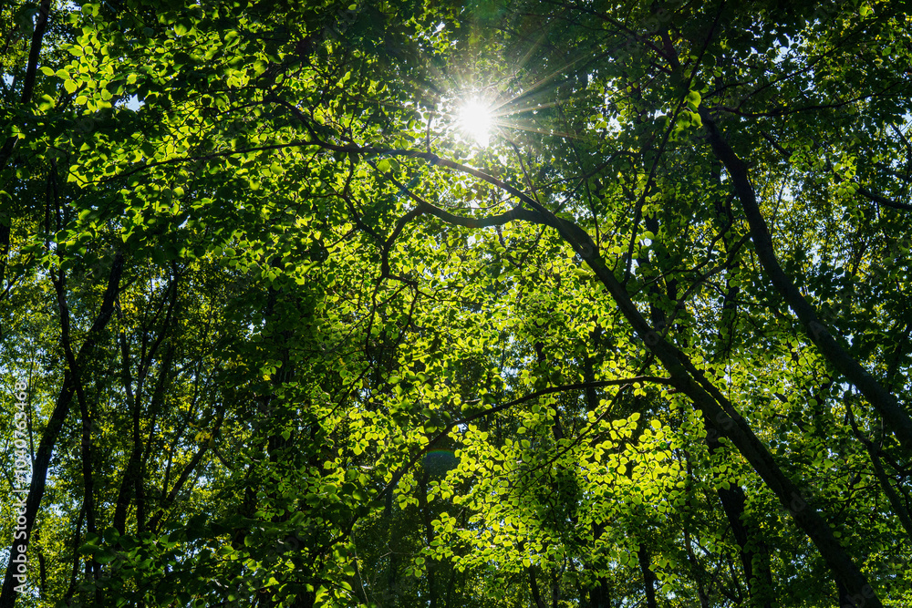 Obraz premium 木漏れ日が差し込む森