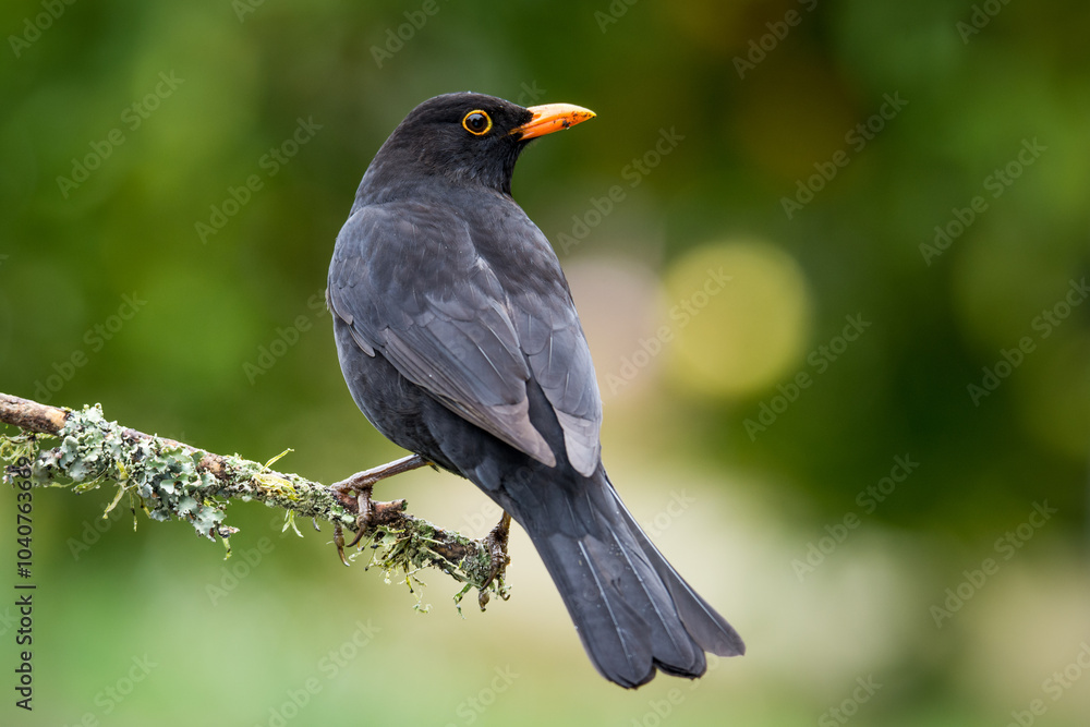 Close up of a Blackbird perched on a branch Close up of a Blackbird perched on a branch
