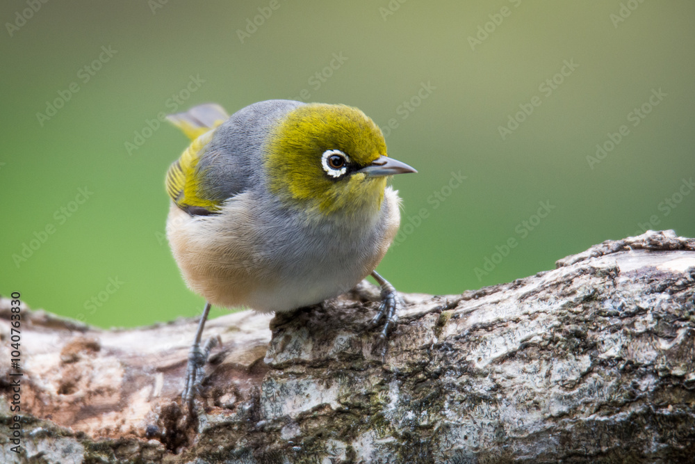 Obraz premium Silvereye or wax eye perched on branch isolated against out of focus background