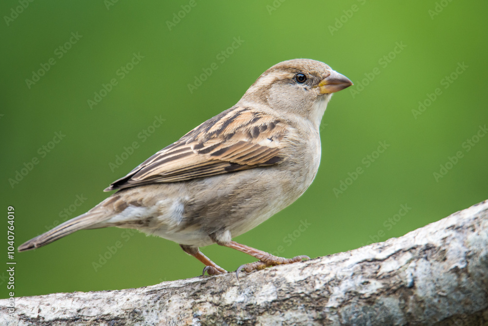 Close up of Common house sparrow perched on a branch Close up of Common house sparrow perched on a branch