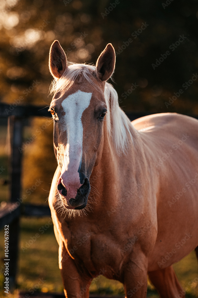 Fototapeta premium Palomino Warmblut