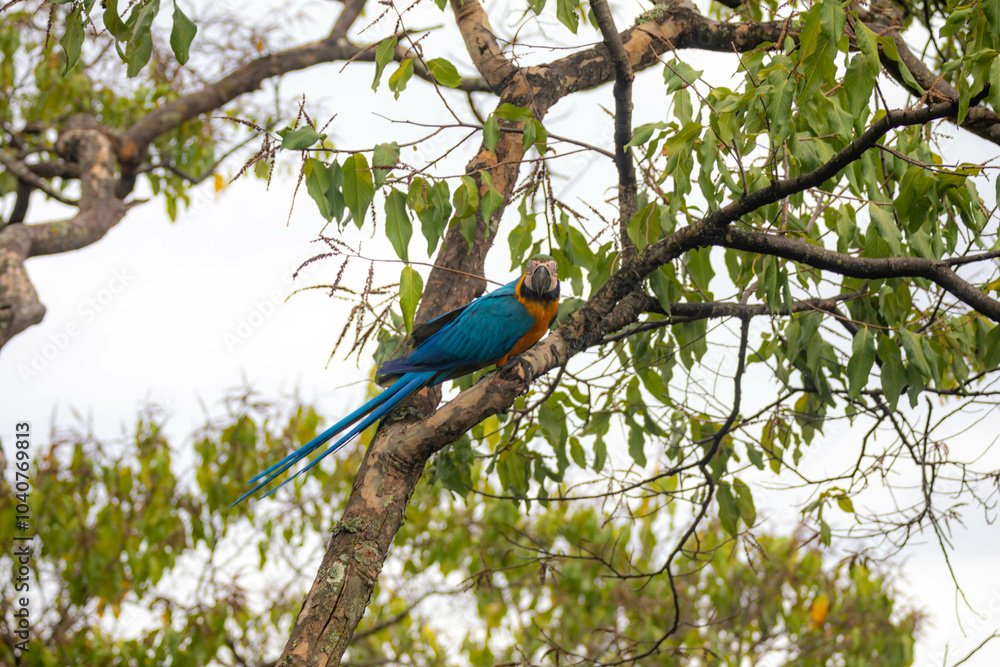 Fototapeta premium Wild tropical Brazilian Blue and Yellow Macaw. Blue and Yellow Macaw (Ara ararauna)