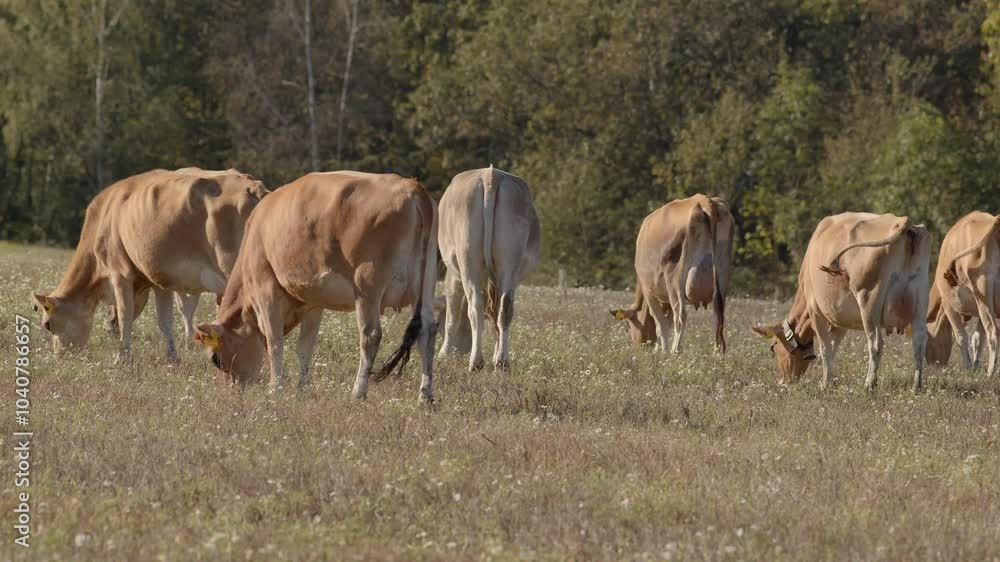 Cows are peacefully grazing in a lush and verdant green field that is surrounded by tall, leafy trees Cows are peacefully grazing in a lush and verdant green field that is surrounded by tall, leafy trees