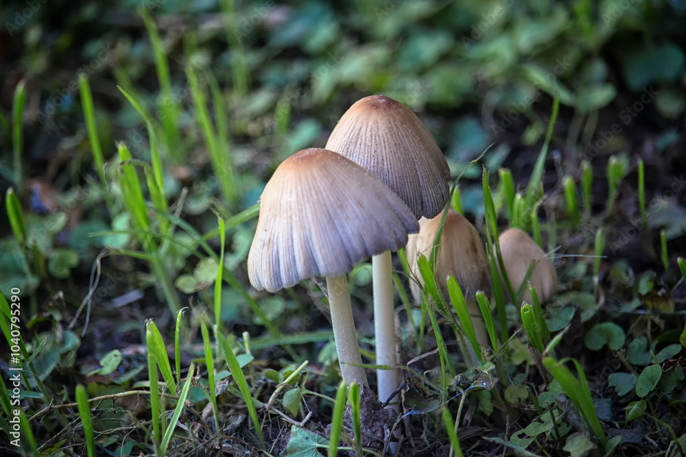 several mushrooms in a garden several mushrooms in a garden