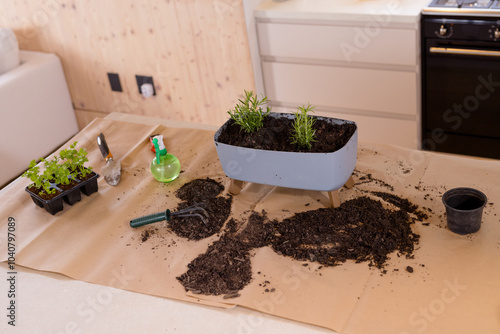 Planting herbs at home with gardening tools and soil on kitchen counter photo