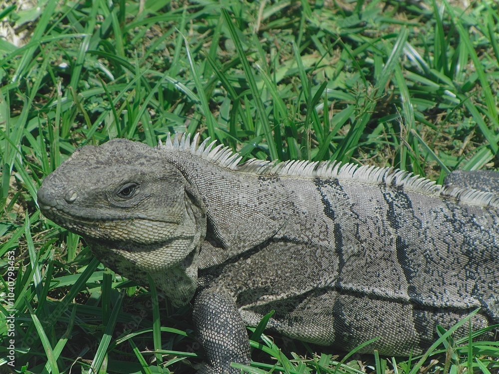 Large grey iguana on grass in Puerto Rico Large grey iguana on grass in Puerto Rico