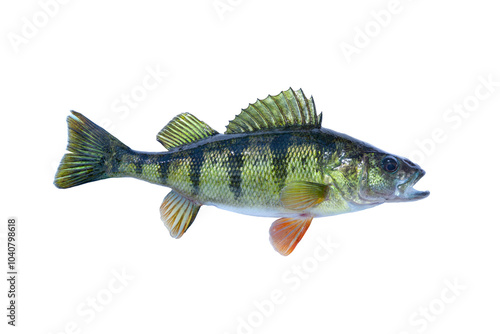 Fresh caught yellow perch isolated on a white background photo