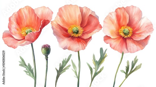 Watercolor painting of three pink poppy flowers with green leaves and a bud on white background.