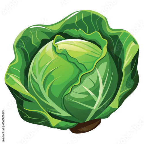 Cabbage fresh vegetable vector illustration isolated on a white background