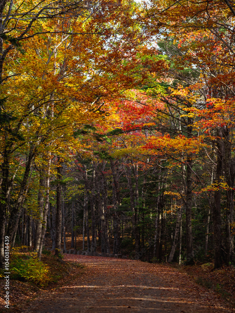 Fototapeta premium Maine Acadia National Park Carriage Trail in Fall Landscape