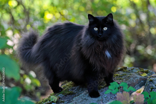 Black and beautiful Norwegian forest cat female standing on a stone in forest