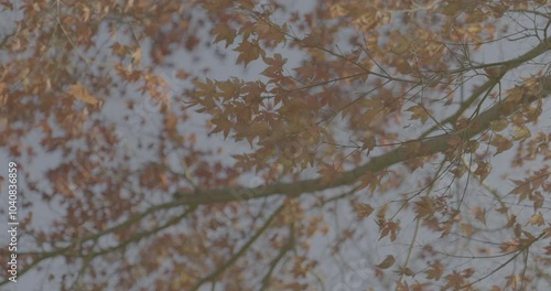 4K wide, Vlog, Camping in Korea's Colorful Nature, 4096x2160 , 23.98p