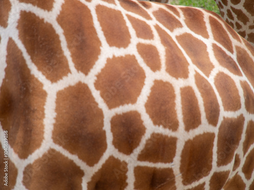 アミメキリンの模様