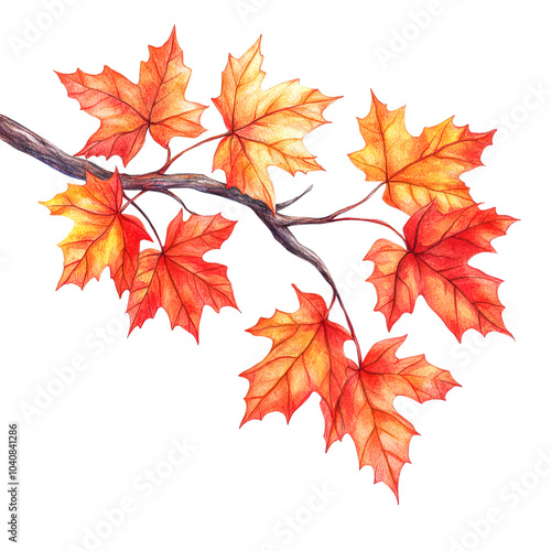 Delicate maple branch illustration for nature and autumn decor