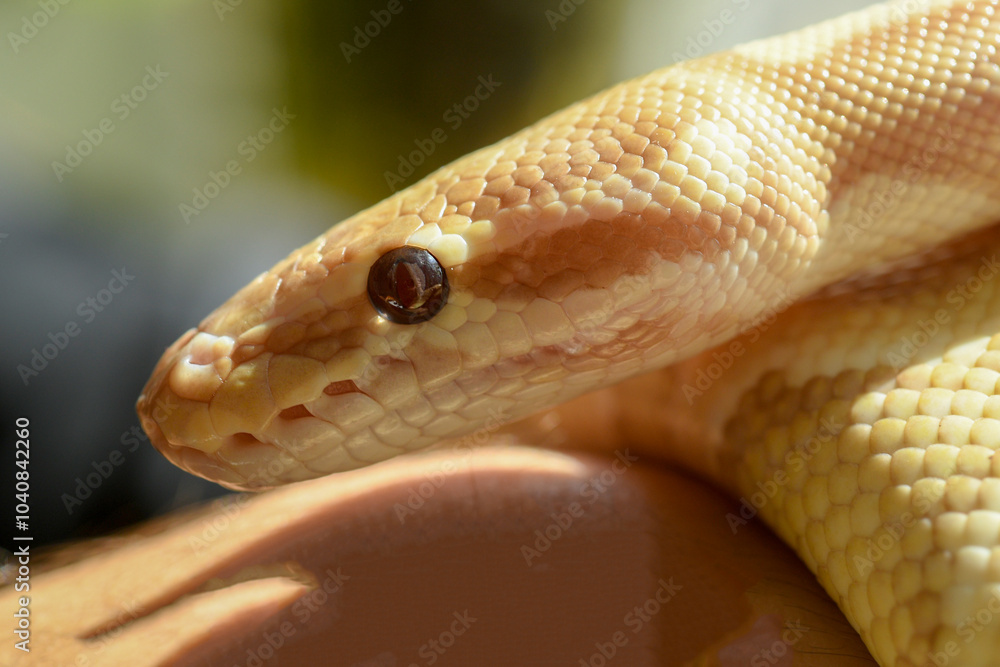 Fototapeta premium portrait of a yellow python snake close-up