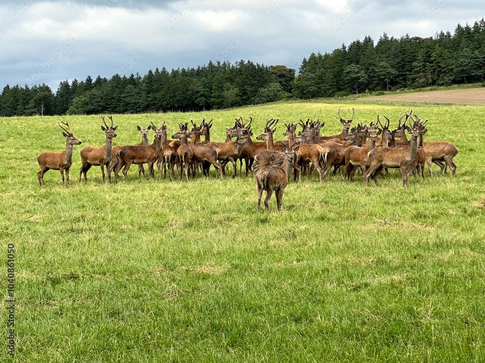 Εκτύπωση καμβά venison in a field
