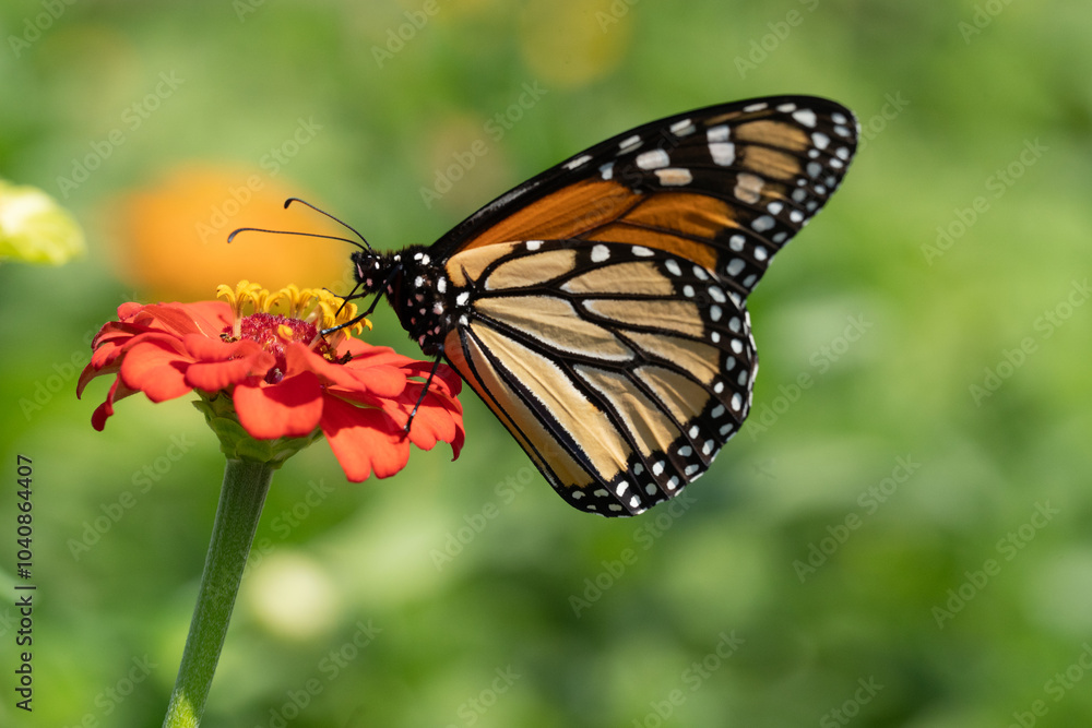 Close-up of Beautiful Monarch Butterfly on Orange Zinnia Close-up of Beautiful Monarch Butterfly on Orange Zinnia