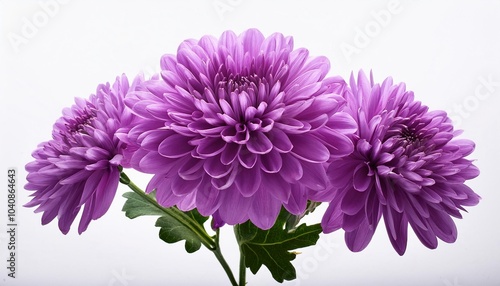 Chrysanthemum purple on white background isolated. Beautiful flower.