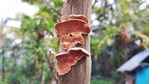 Mushroom in the rotten tree