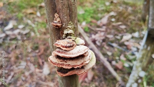 mushrooms in the forest