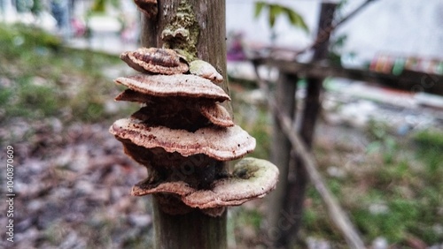 moss on tree