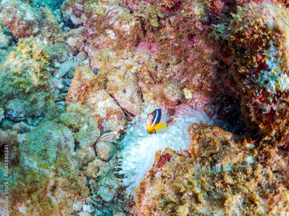 美しいイソギンチャク畑の可愛いクマノミ(クマノミ亜科)の幼魚。
英名、学名:Yellowtail clownfish (Amphiprion clarkii)
静岡県伊豆半島賀茂郡南伊豆町中木ヒリゾ浜2024年
美しいイソギンチャク畑の可愛いクマノミ(クマノミ亜科)の幼魚。
英名、学名:Yellowtail clownfish (Amphiprion clarkii)
静岡県伊豆半島賀茂郡南伊豆町中木ヒリゾ浜2024年